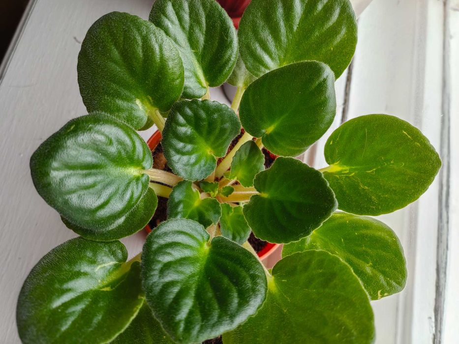 Цветы фиалки комнатные