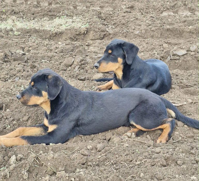 Ротвайлери ! 6 месеца