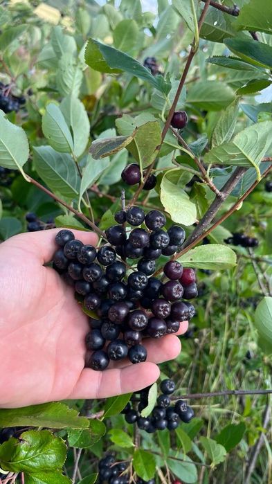 Aronia plante de anul 4 cu fructificare