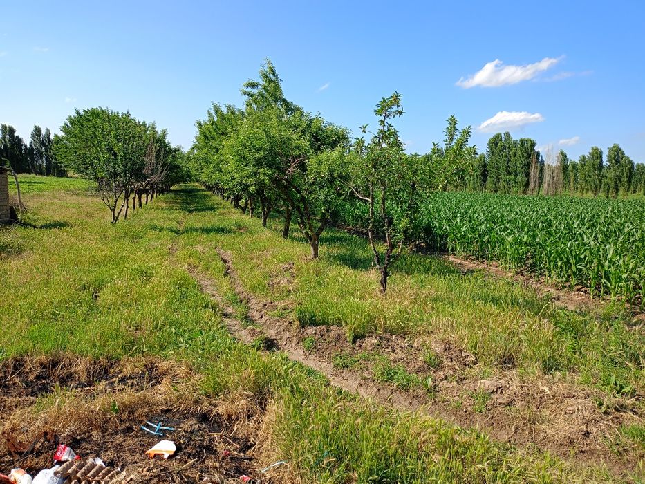 Уй сотилади! дом продаётся: 35 000 у.е. - Продажа Бука на Olx