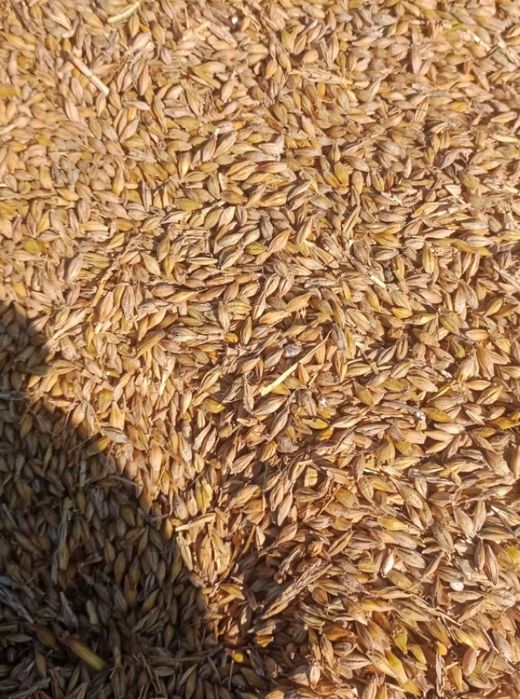 Арпа бидай сатылады