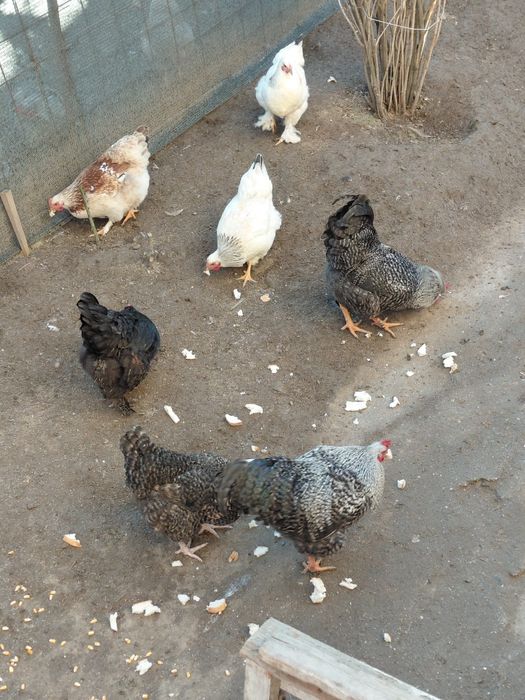 Cocoși și găini brahman