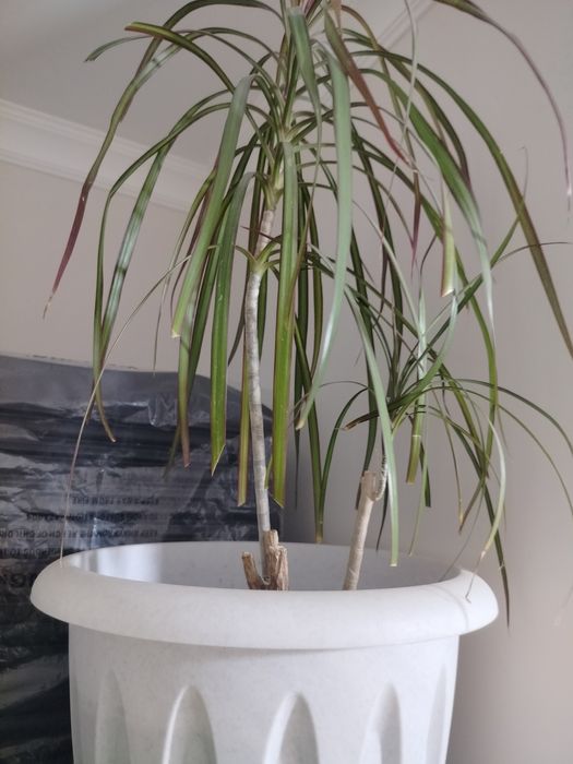 Продам комнатное растение -Драцену .