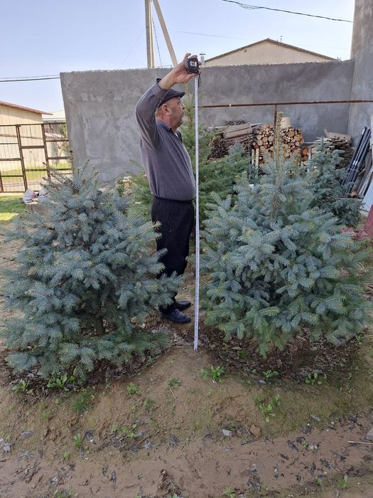 Goluboy Gel  ko'k archa ko‘chati sotiladi