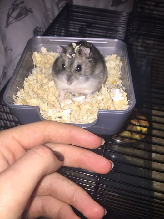 Джунгарики хомяки