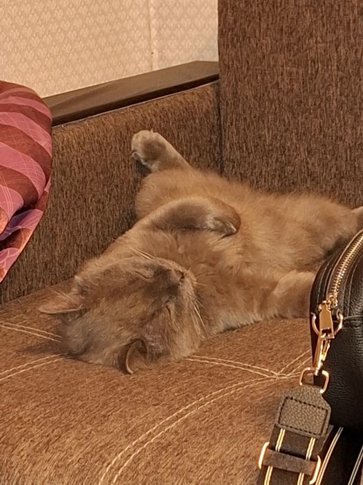 Потерялся серый пушистый кот