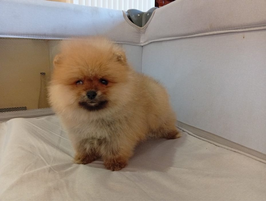 Pomeranian baietel