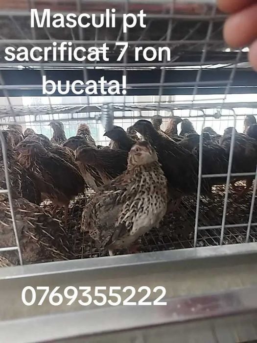 Oua prepelita  proaspete  pentru consum, cura sau incubat.