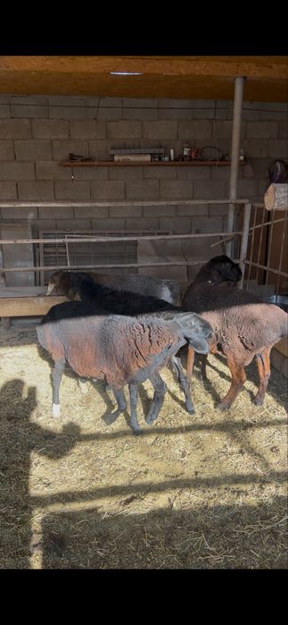 Кой кошкар баран