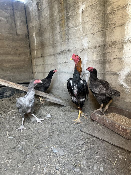 дакан жұмыртқасы