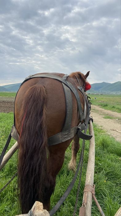 De vanzare cal garantat