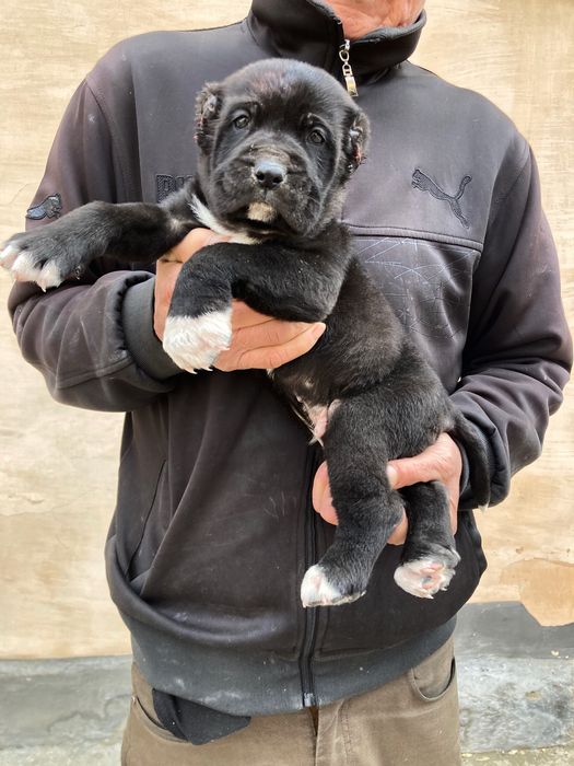 Щенок Алабая ( Туркменский ) чистокровный