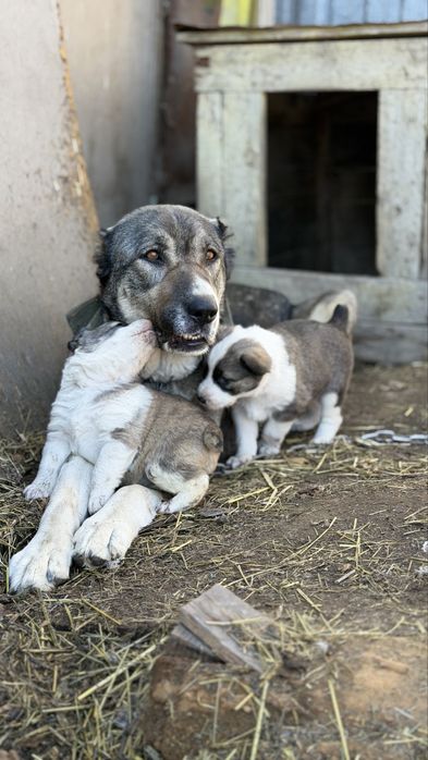 Крепкие щенки алабая, девочки, привиты.