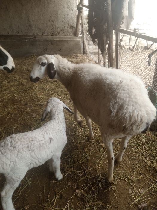 Ona bola sotiladi bolasi qo'chqorcha 20kunlik narxi 7.5 yana kelishami