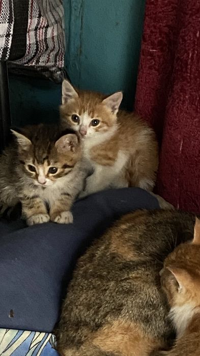 Котята крысоловы бесплатно Каскелен