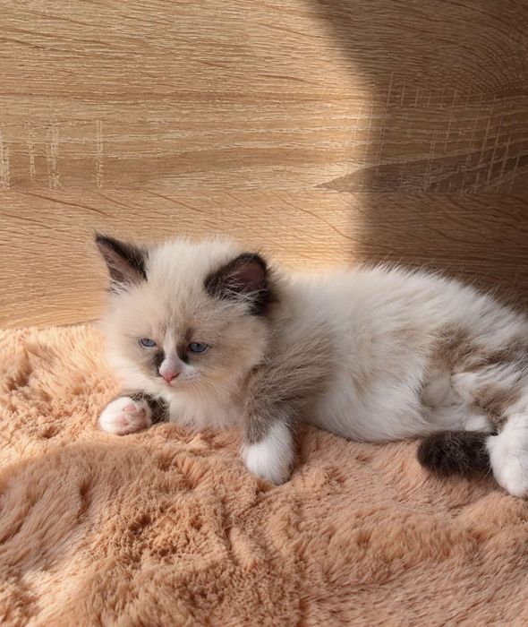 Рагдол Регдол Ragdoll