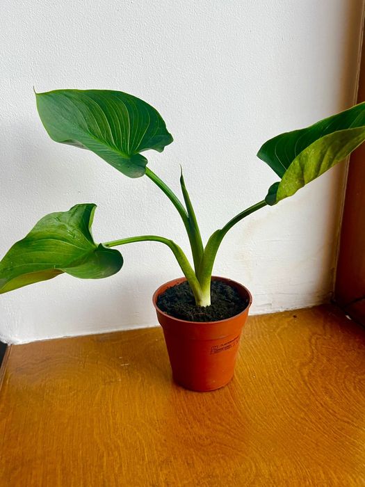 Продам  саженцы цветка каллы