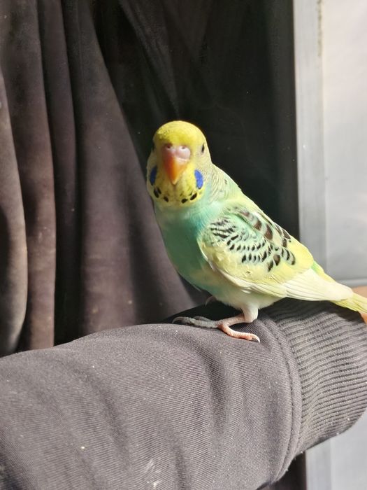 Попугай волнистый