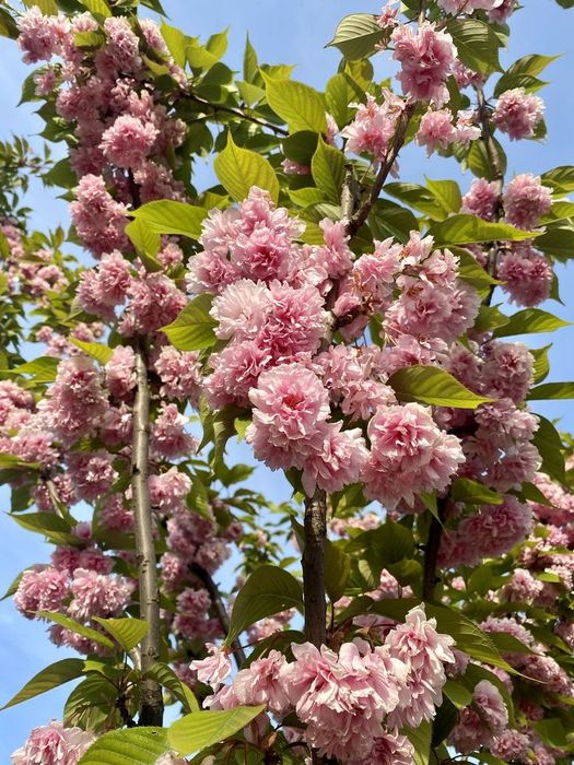 Японский Сакура сорт канзан