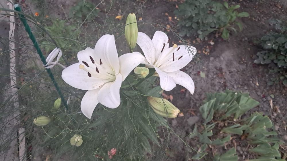 Лилии  высокие под срез