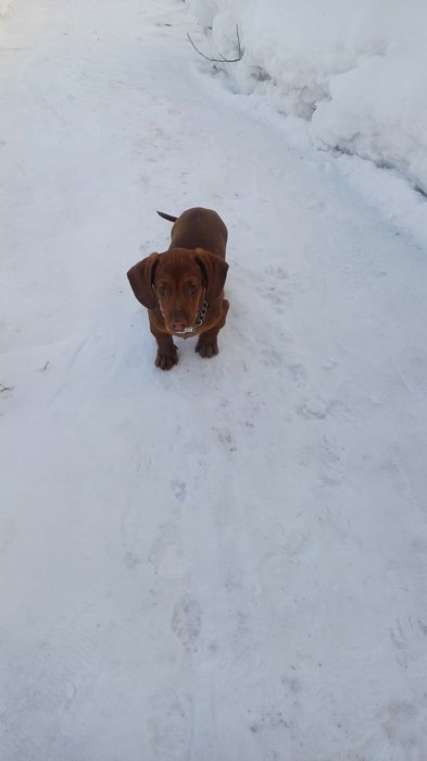 Продам щенка таксы