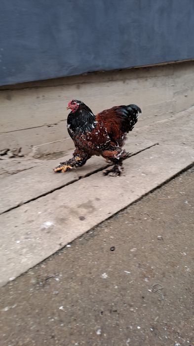 Brahma cocosi cauta casa noua