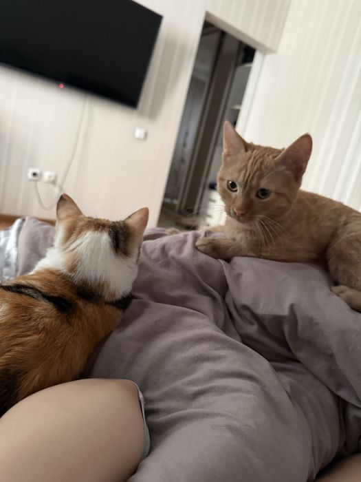 Отдам рыжего котенка в добрые руки