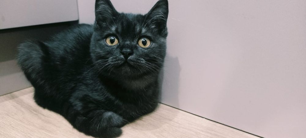 Отдам кошку в добрые руки.