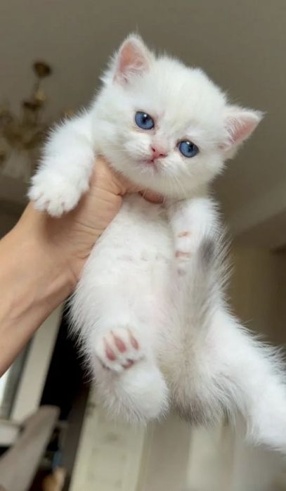 Британские котята
