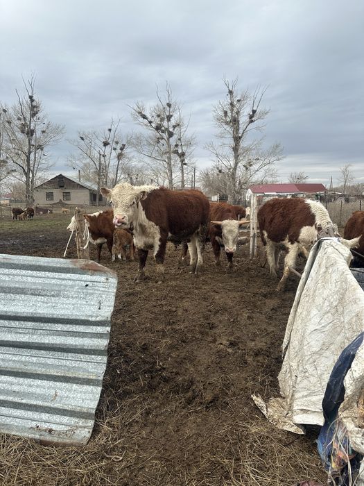 Герофорды быки на продаже