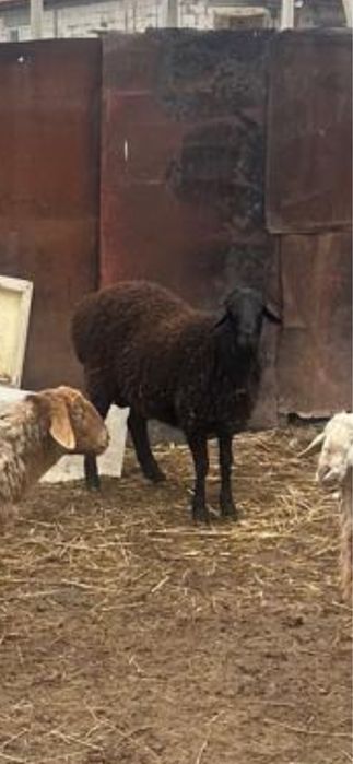 Қошқар сатылады 1 жылдык