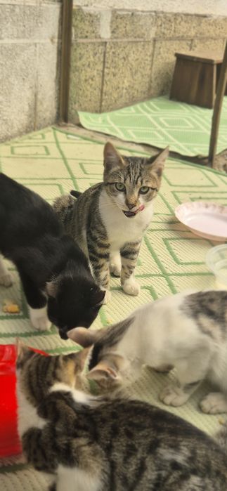 Продавам малки котенца и две големи