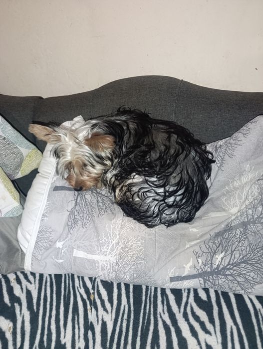 Продавам пет месечни Йорки