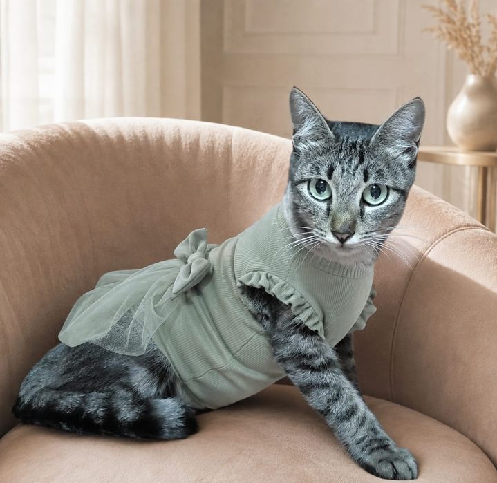 Кошка котят не будет