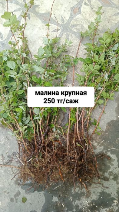 Продам саженцы хромтау
