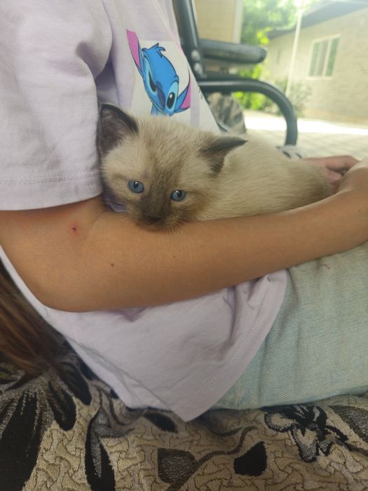 Котята бесплатно