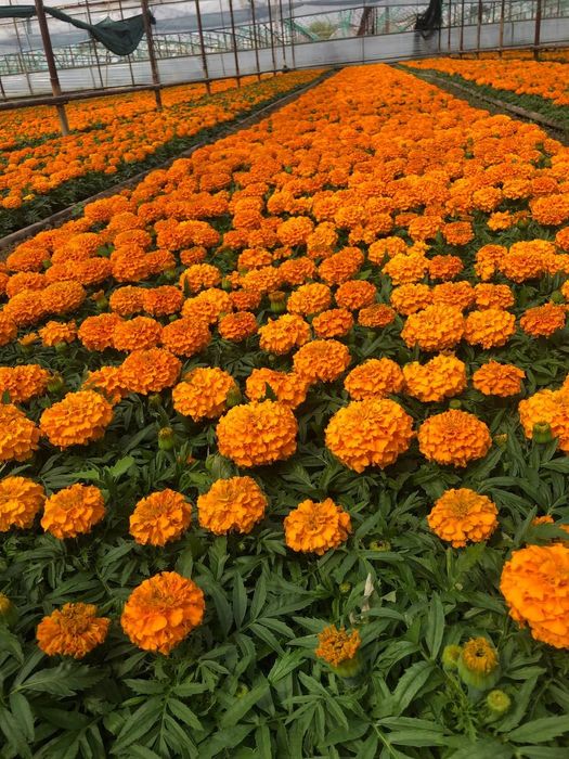 Gullar Salvia,bananza,Tagets,rayxon