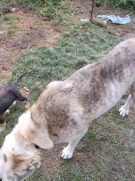 Donez Căței Ciobanesc de asia centrala cu Ciobanesc romanesc