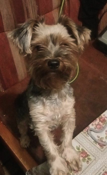 Собака на вязку!