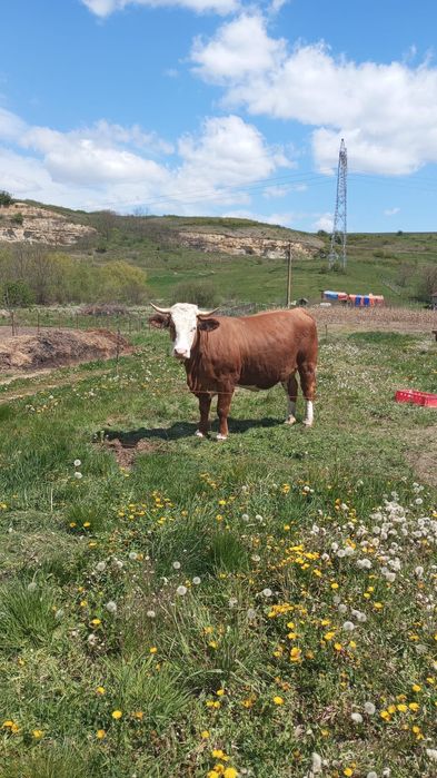Vand vaci baltata romaneasca, gestante.