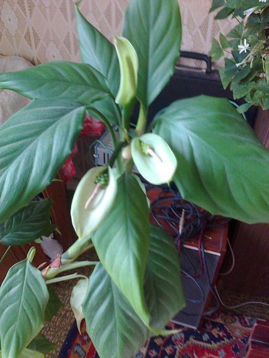 сансевиерия и аглаонема(то