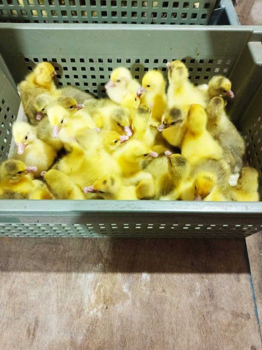 Продам суточных гусят