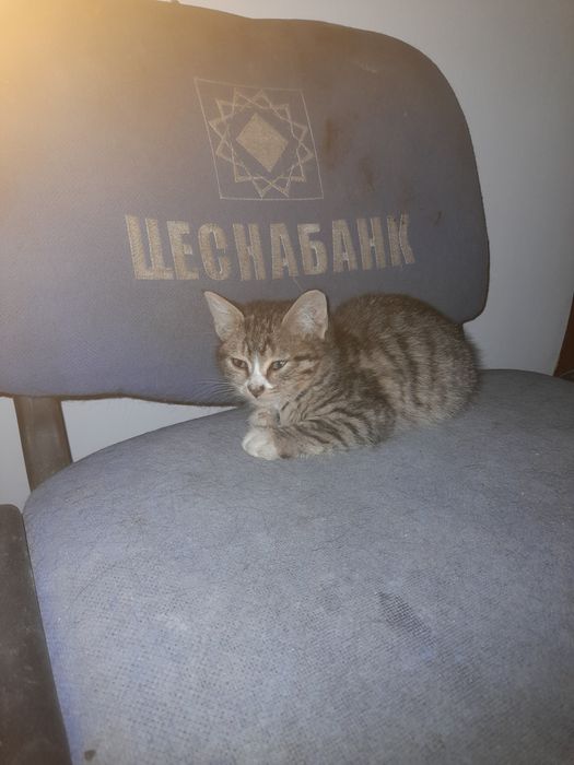 Отдам котенка мальчик