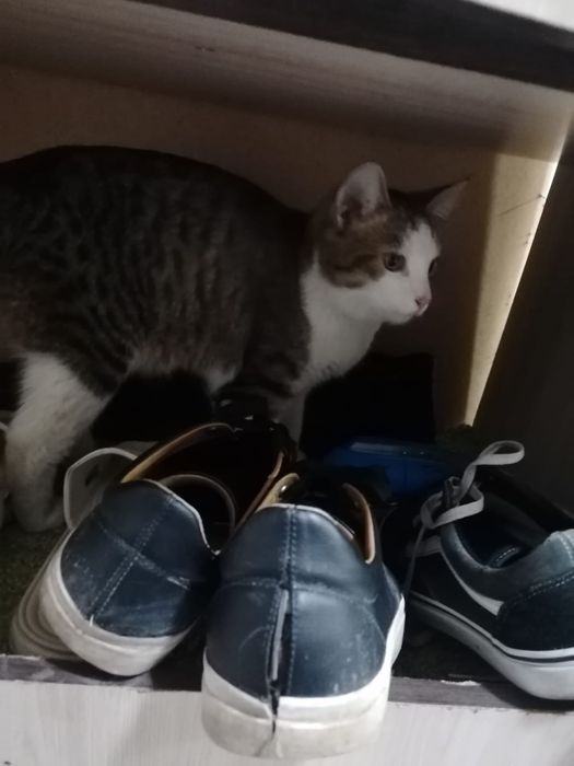 Отдам котика в добрые руки.