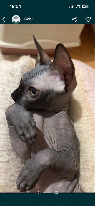 Pisici sphynx fara par
