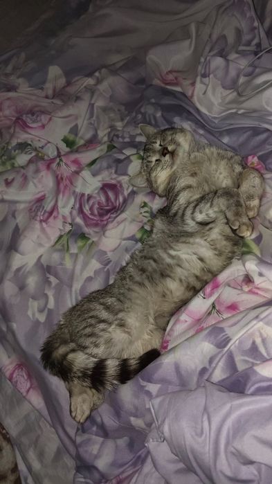 Отдам в хорошие руки