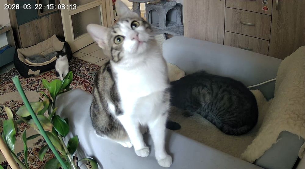 Момче и момиче две котета от улицата търсят  своя човек