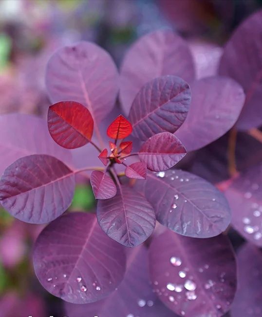 Royal Puruple (Scumpia Roșie)