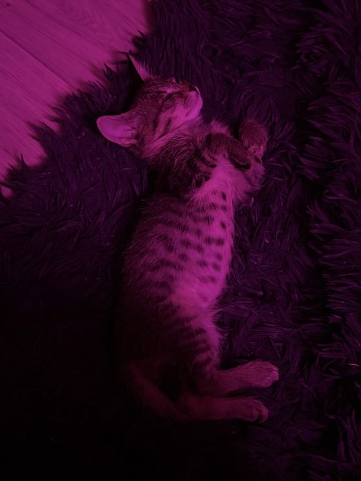 Котенок в добрые руки