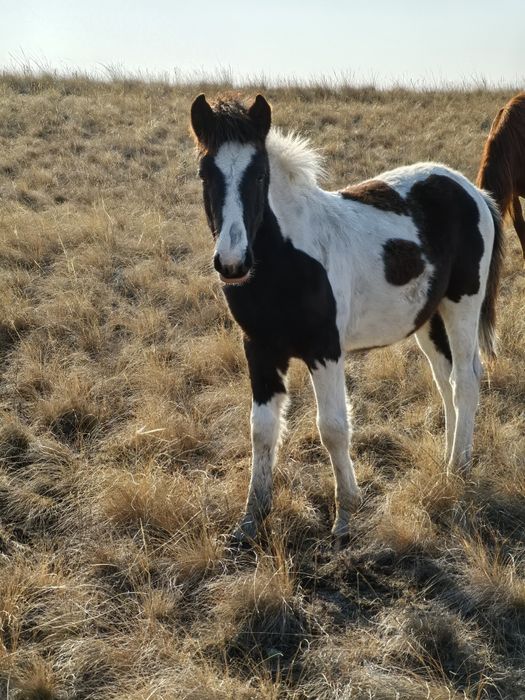 Жабағылар сатылады
